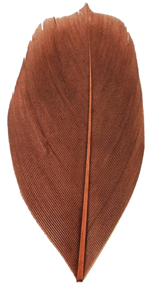 Trimmed Feathers – Natural Colours | 20g (Pack)