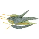 Gum Leaves | Pack of 50