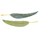 Gum Leaves | Pack of 50
