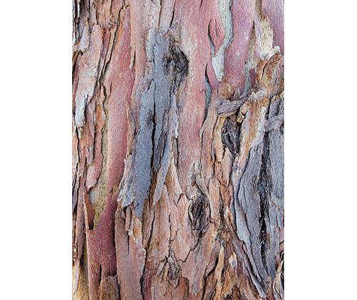 Pattern Papers A4 Plant | Pack of 40