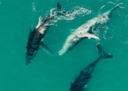 Ultimate Minjerribah Cultural Driving Experience (Yura Tours)
