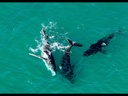Ultimate Minjerribah Cultural Driving Experience (Yura Tours)