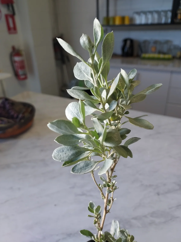 Old Man Salt Bush Ground 15g