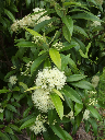 Lemon Myrtle Flakes 10g
