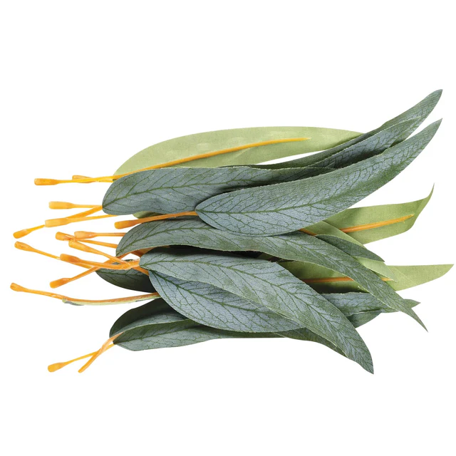 Gum Leaves | Pack of 50