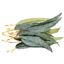 Gum Leaves | Pack of 50